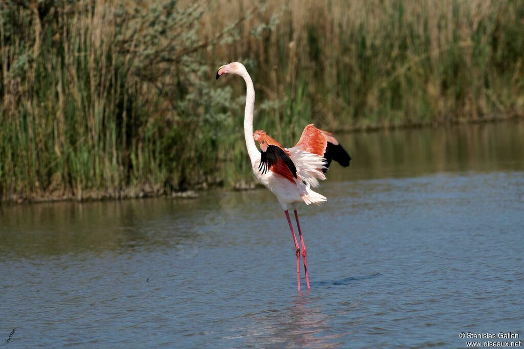 Flamant rose mâle adulte nuptial