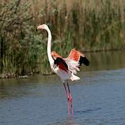 Greater Flamingo