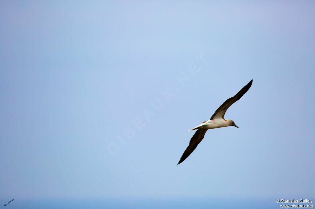 Blue-footed Booby