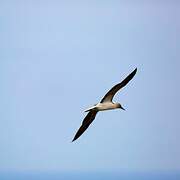 Blue-footed Booby