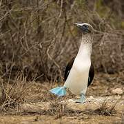 Fou à pieds bleus