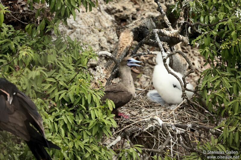 Red-footed Booby, Reproduction-nesting