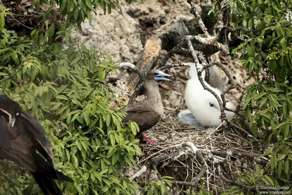 Red-footed Booby, Reproduction-nesting