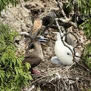 Red-footed Booby