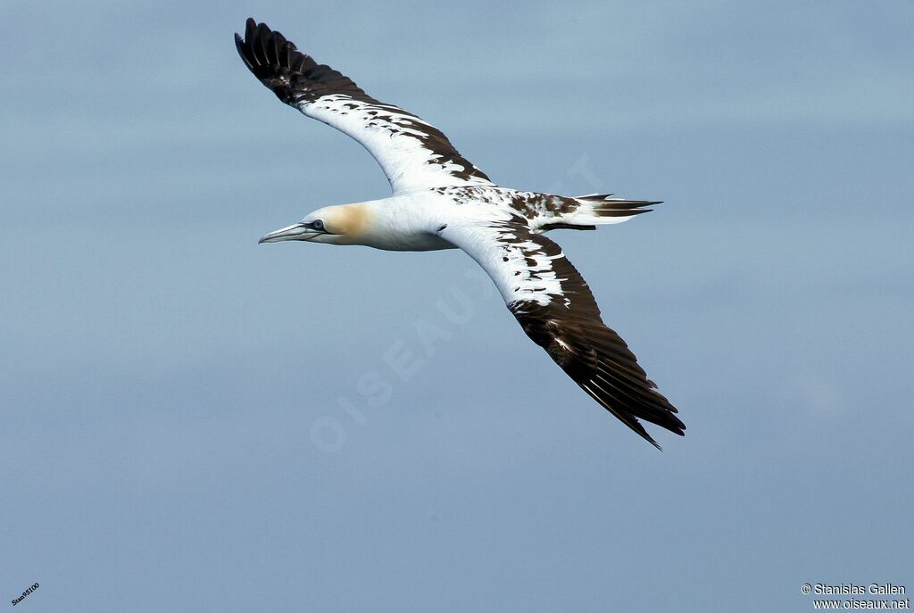 Northern Gannetsubadult, Flight