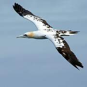 Northern Gannet