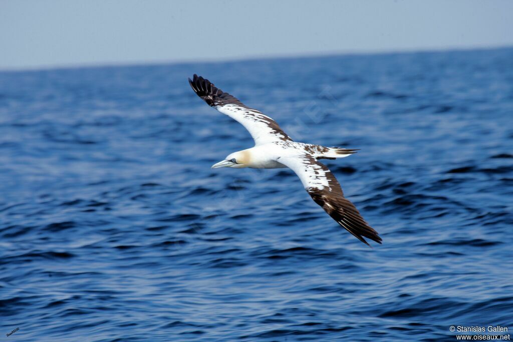 Northern Gannetsubadult, Flight