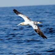 Northern Gannet