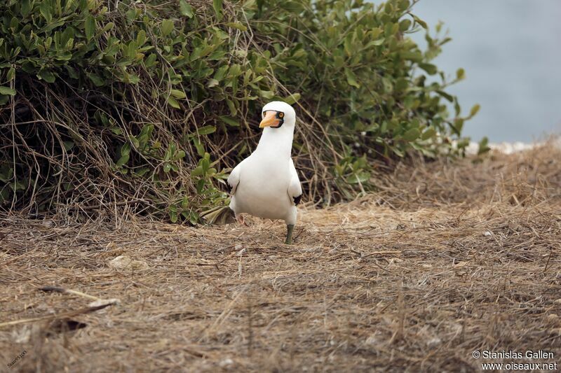 Nazca Booby male adult breeding, courting display
