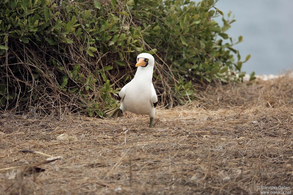 Nazca Booby male adult breeding, courting display