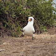 Nazca Booby