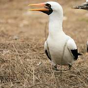 Nazca Booby