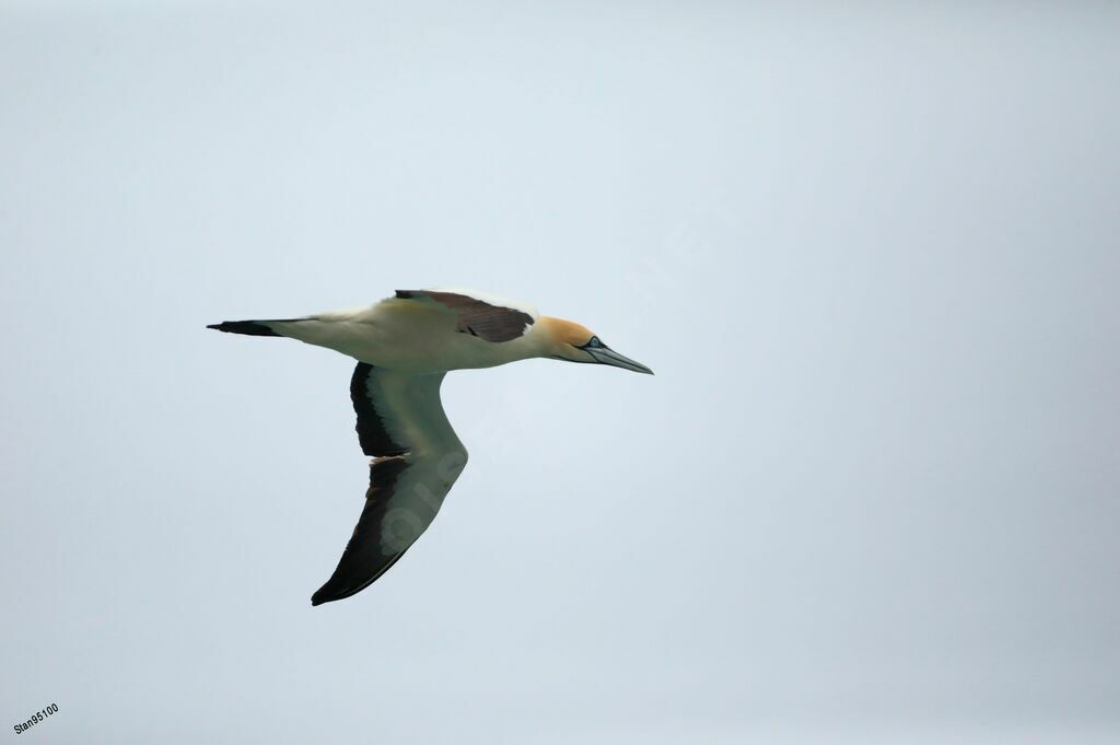 Cape Gannetadult breeding, Flight