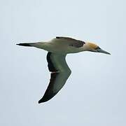 Cape Gannet