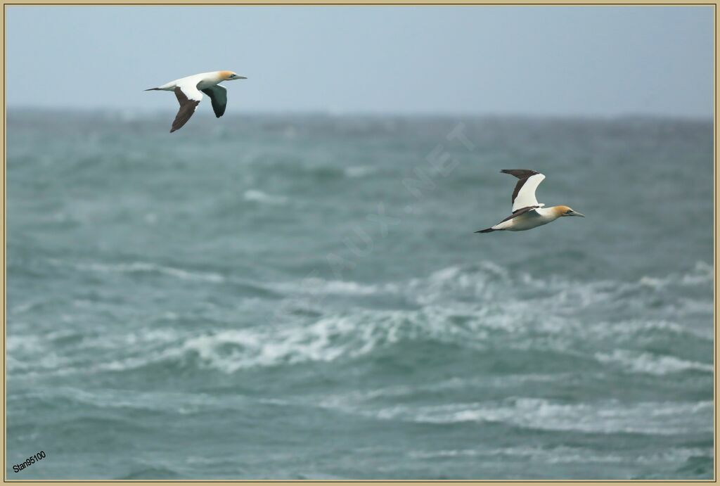 Cape Gannetadult, Flight