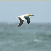 Cape Gannet