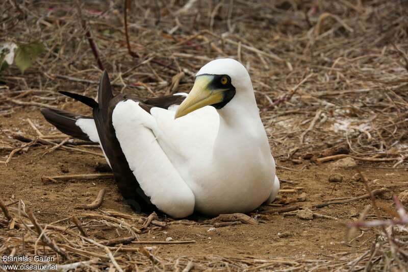 Masked Booby male adult breeding, pigmentation, Reproduction-nesting