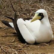 Masked Booby