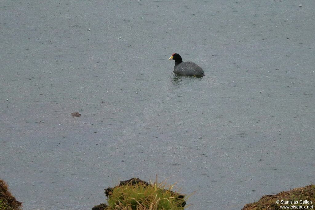 Andean Cootadult, swimming