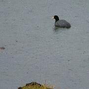 Andean Coot