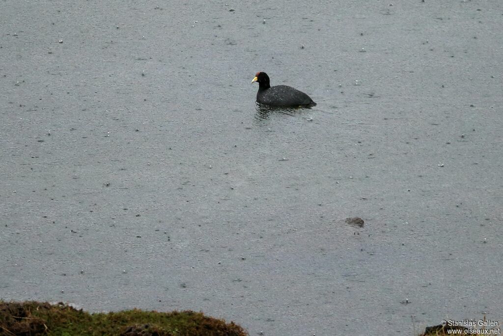 Andean Cootadult, swimming