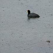 Andean Coot