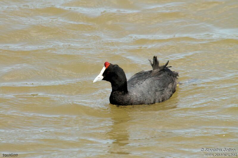 Red-knobbed Cootadult breeding, swimming