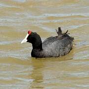 Red-knobbed Coot