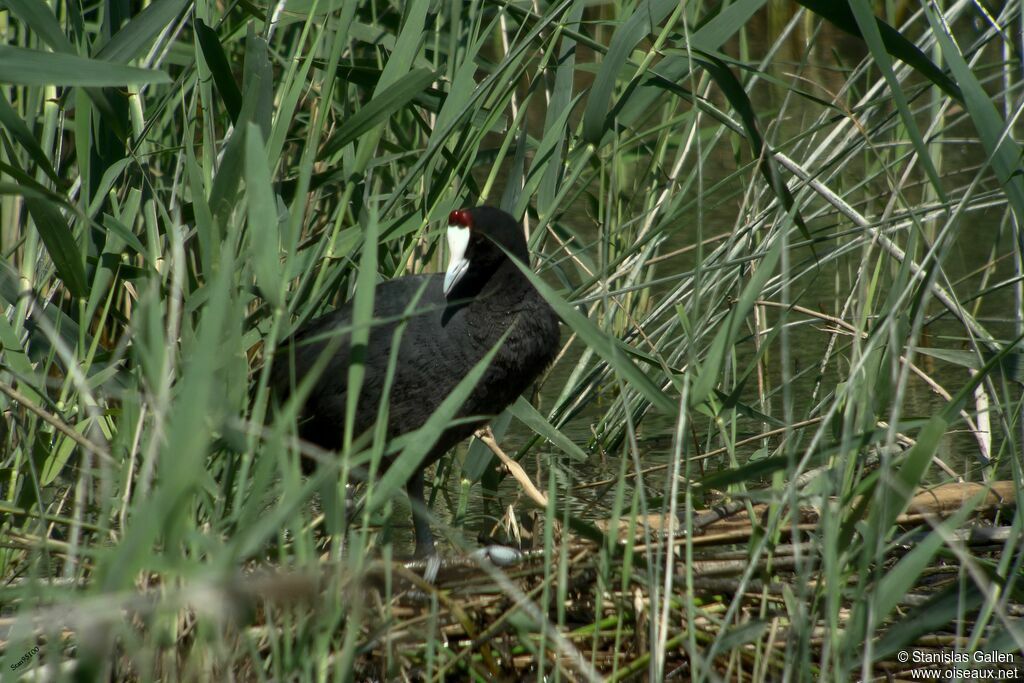 Foulque caronculéeadulte nuptial