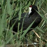 Red-knobbed Coot