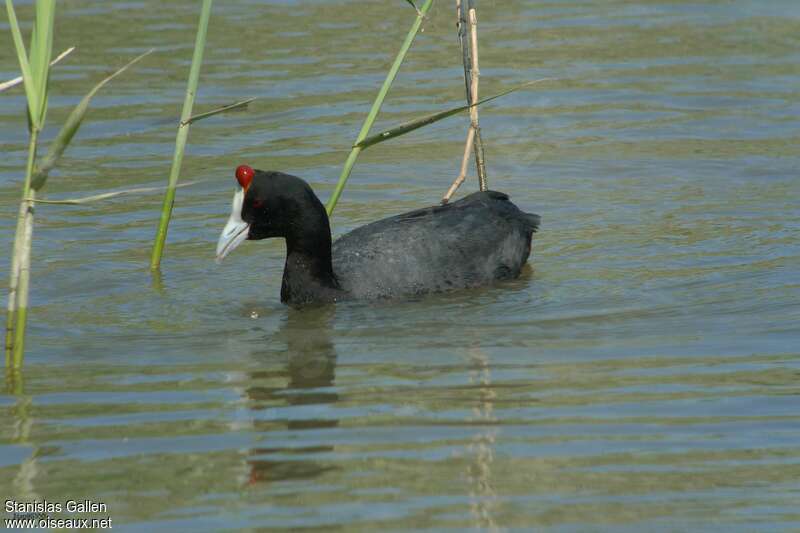 Red-knobbed Cootadult breeding, identification, swimming