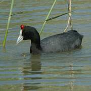 Red-knobbed Coot