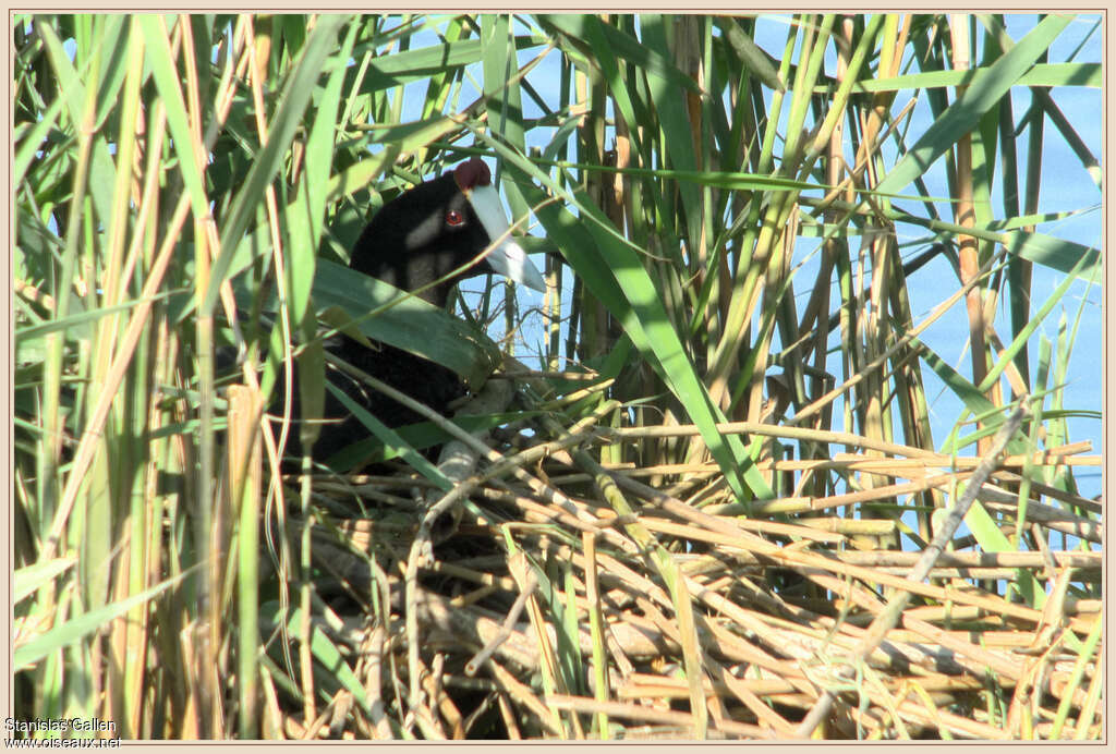 Red-knobbed Cootadult breeding, Reproduction-nesting