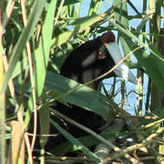 Foulque caronculée