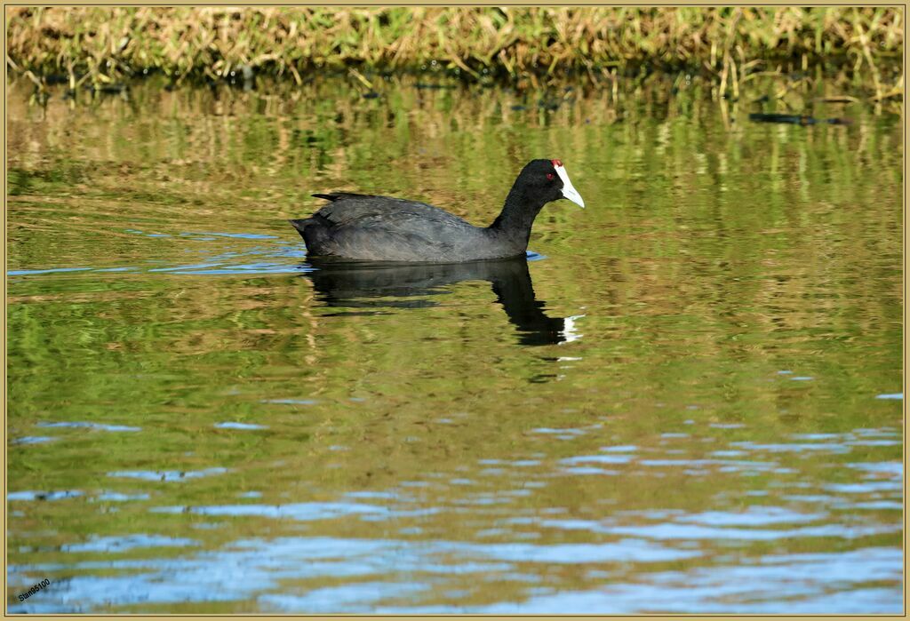 Red-knobbed Cootadult, swimming