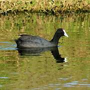 Red-knobbed Coot