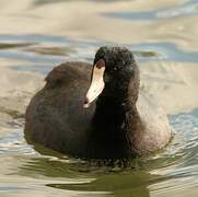 American Coot