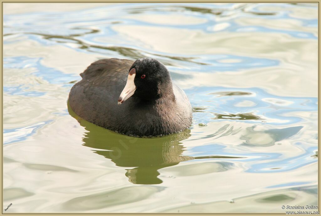 American Cootadult transition, swimming