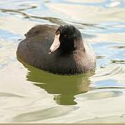 American Coot