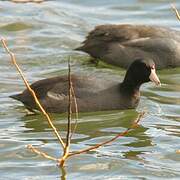 American Coot