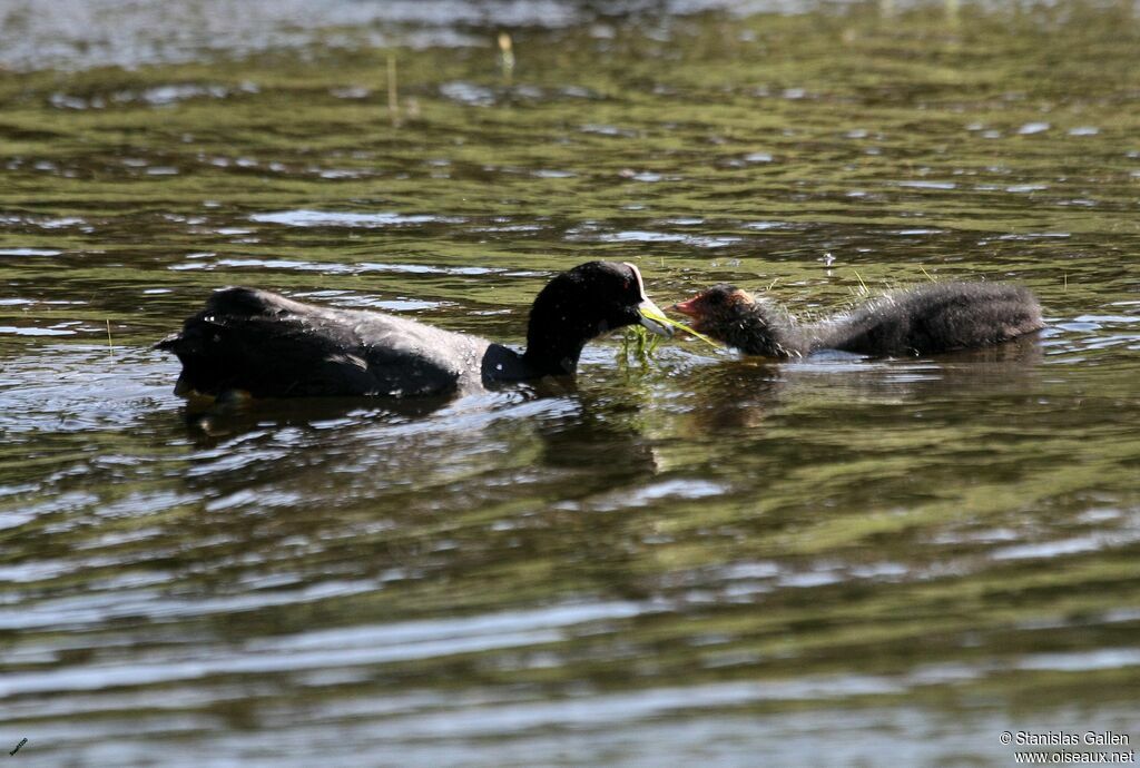 Eurasian Coot, eats