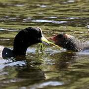 Eurasian Coot