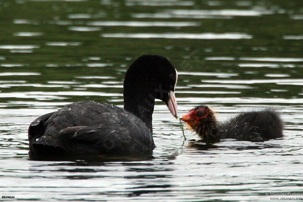 Eurasian Coot, eats