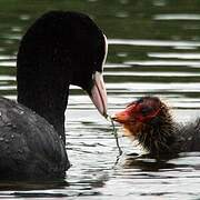 Eurasian Coot