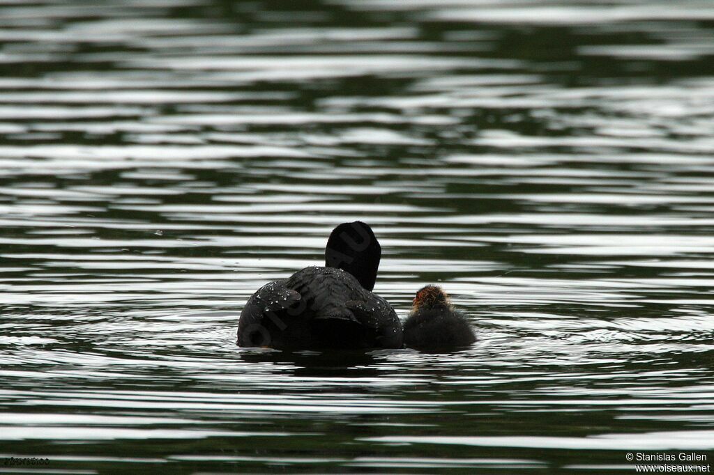 Eurasian Coot