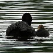 Eurasian Coot