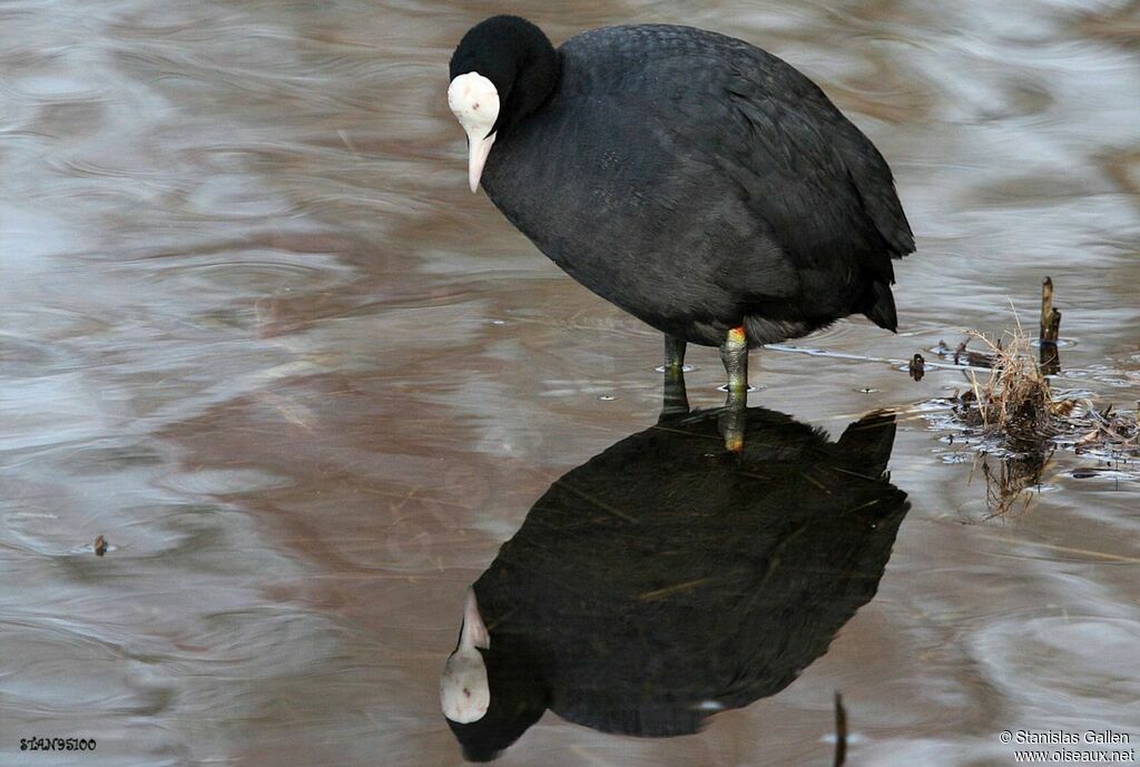 Eurasian Cootadult transition