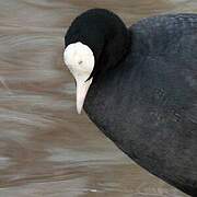 Eurasian Coot