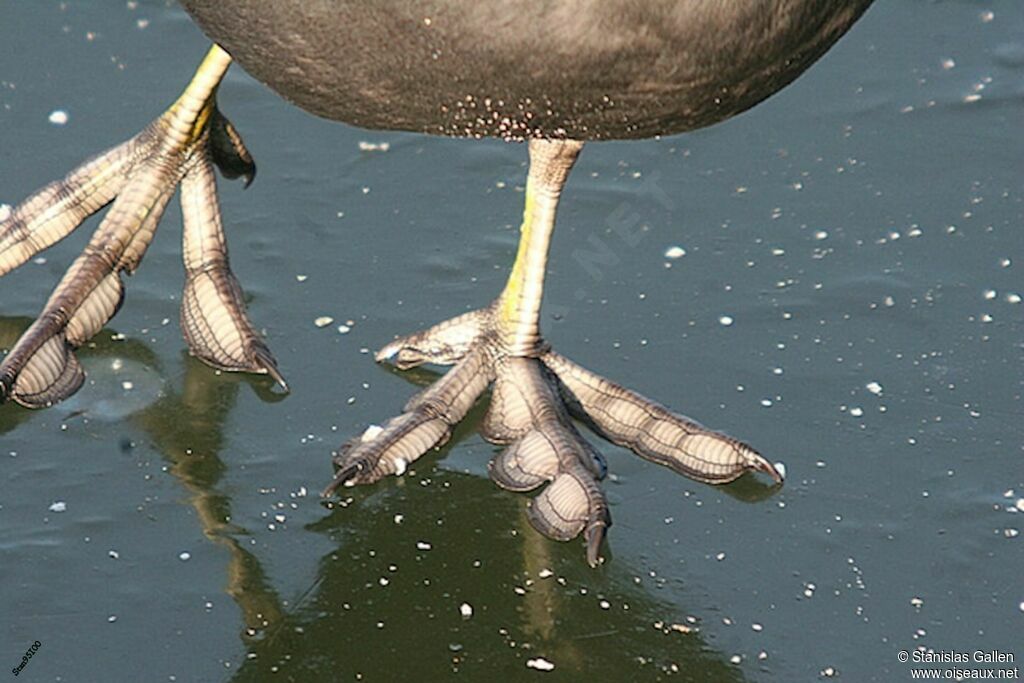 Eurasian Coot