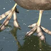 Eurasian Coot